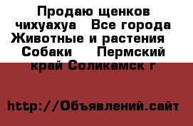 Продаю щенков чихуахуа - Все города Животные и растения » Собаки   . Пермский край,Соликамск г.